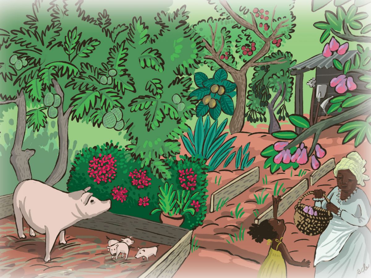 ILLUSTRATION JARDIN GUYANE