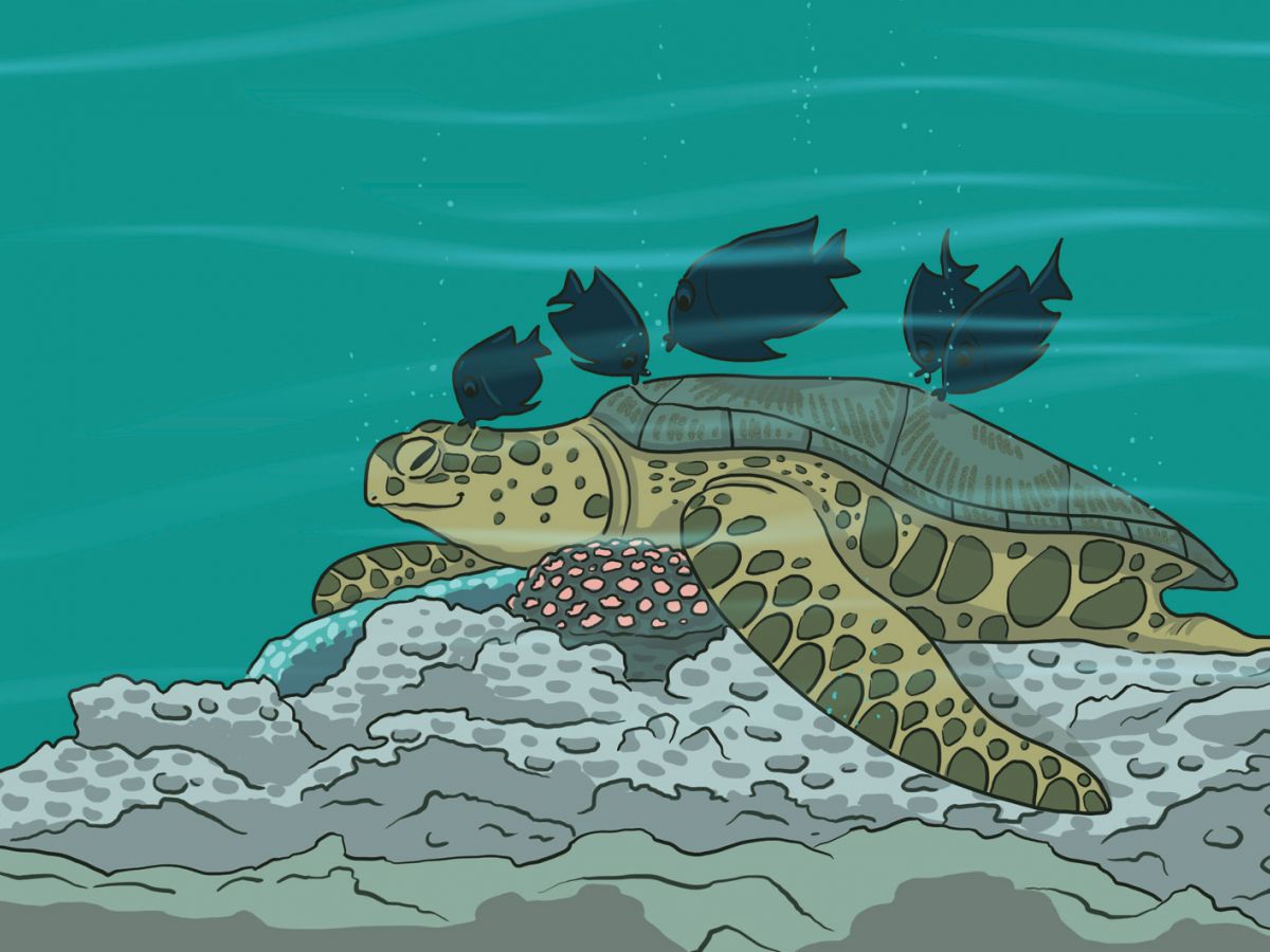 illustration tortue