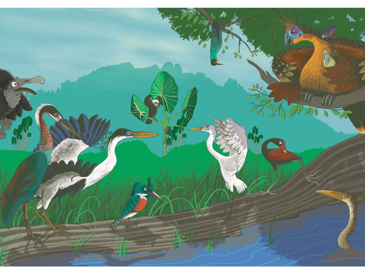 illustration animaux guyane album